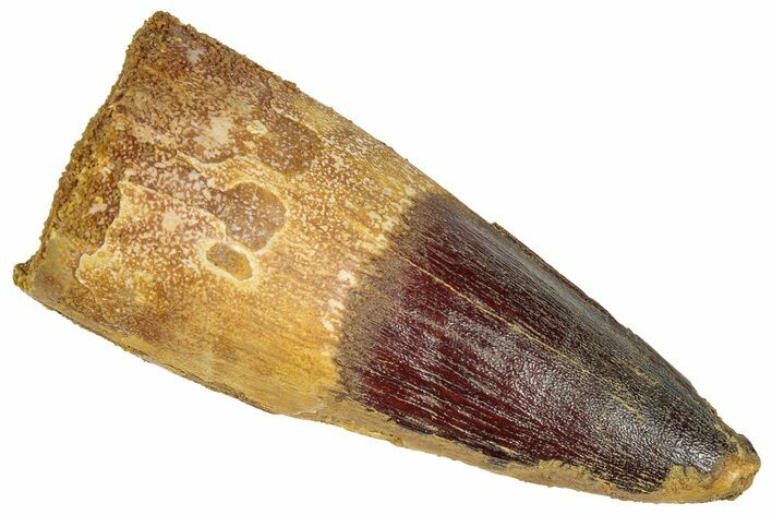 Fossil Spinosaurus Tooth - Robust Tooth! #305572